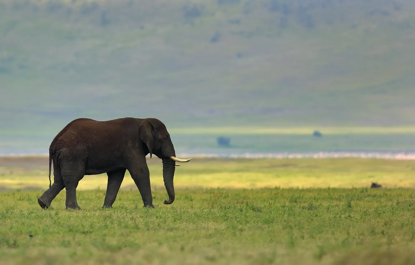 Photo wallpaper nature, background, elephant