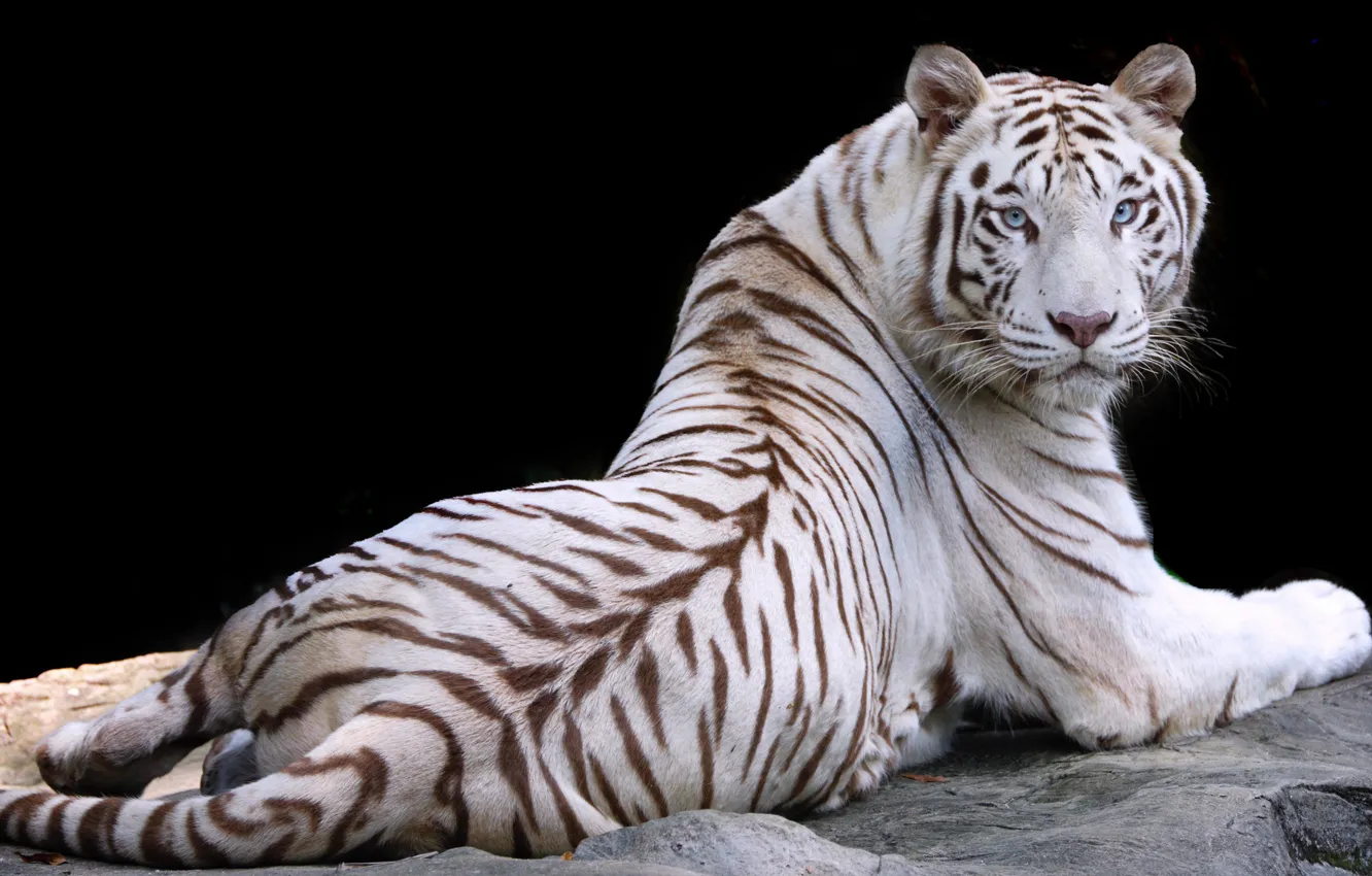 Photo wallpaper white, nature, tiger, animal, stay