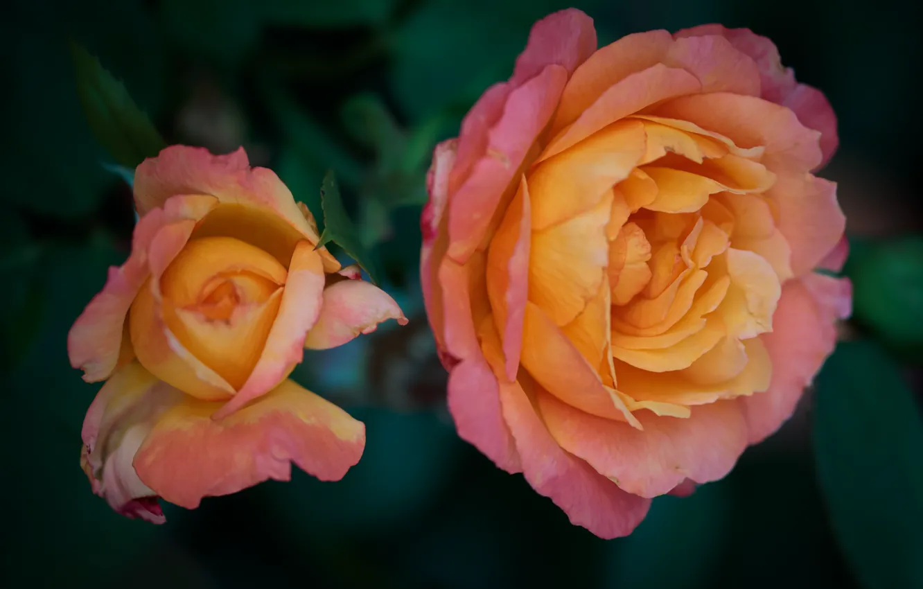 Photo wallpaper leaves, flowers, orange, the dark background, roses