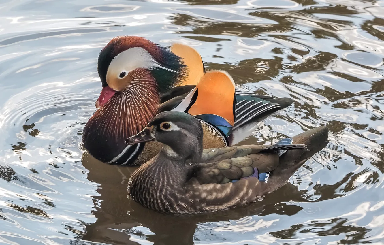 Photo wallpaper duck, pair, tangerine