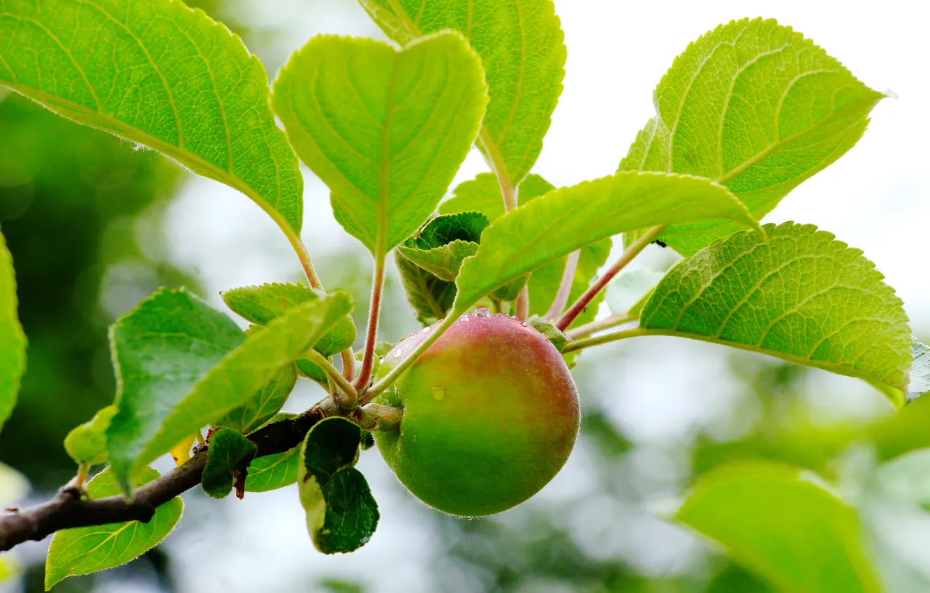 Photo wallpaper apple, tree, fruit
