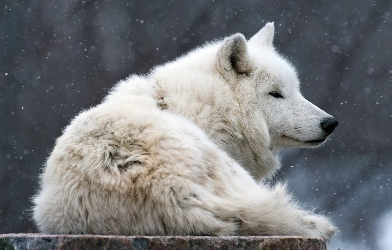 Photo wallpaper winter, animals, white, look, face, snow, nature, wolf
