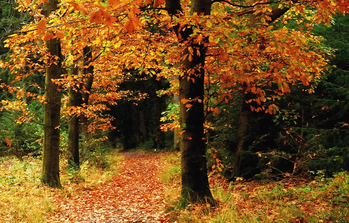Photo wallpaper autumn, forest, trees, falling leaves, path, Autumn
