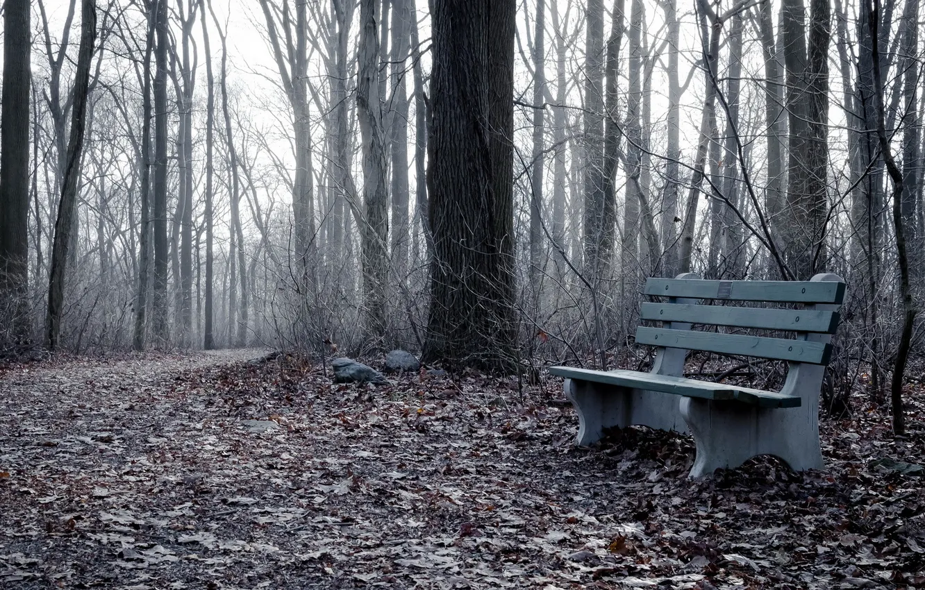 Photo wallpaper forest, park, woods, Clarence Schock Memorial Park