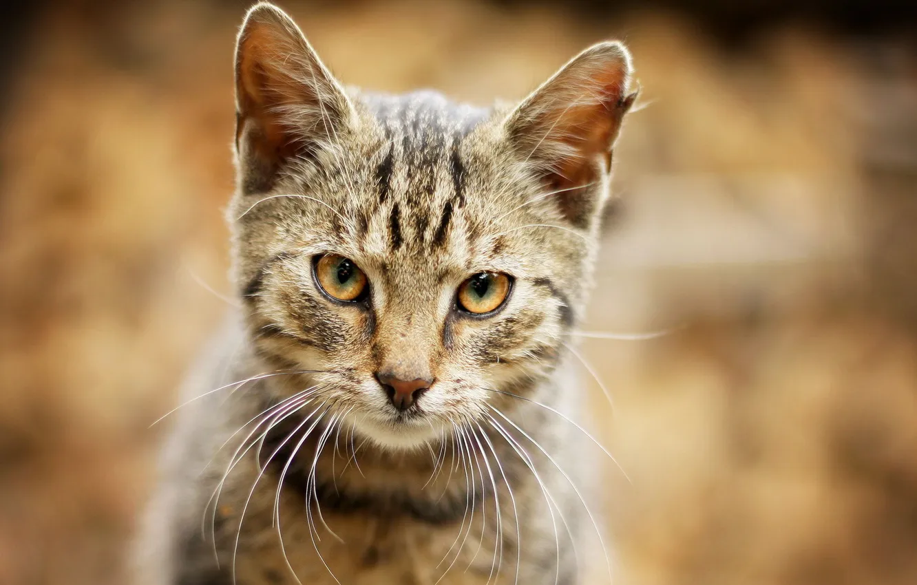 Photo wallpaper cat, look, background