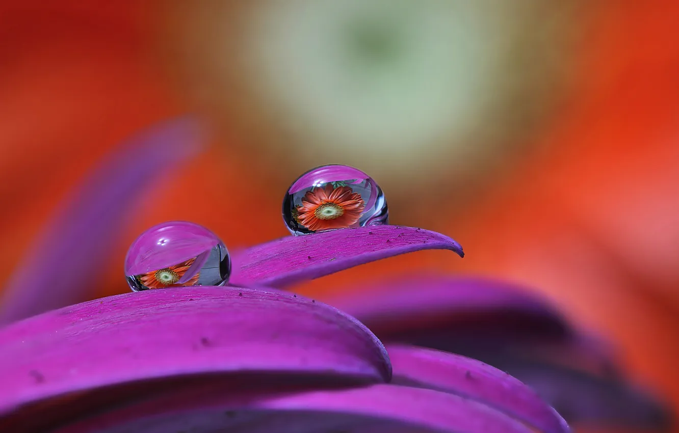 Photo wallpaper water, drops, flowers, reflection, petals