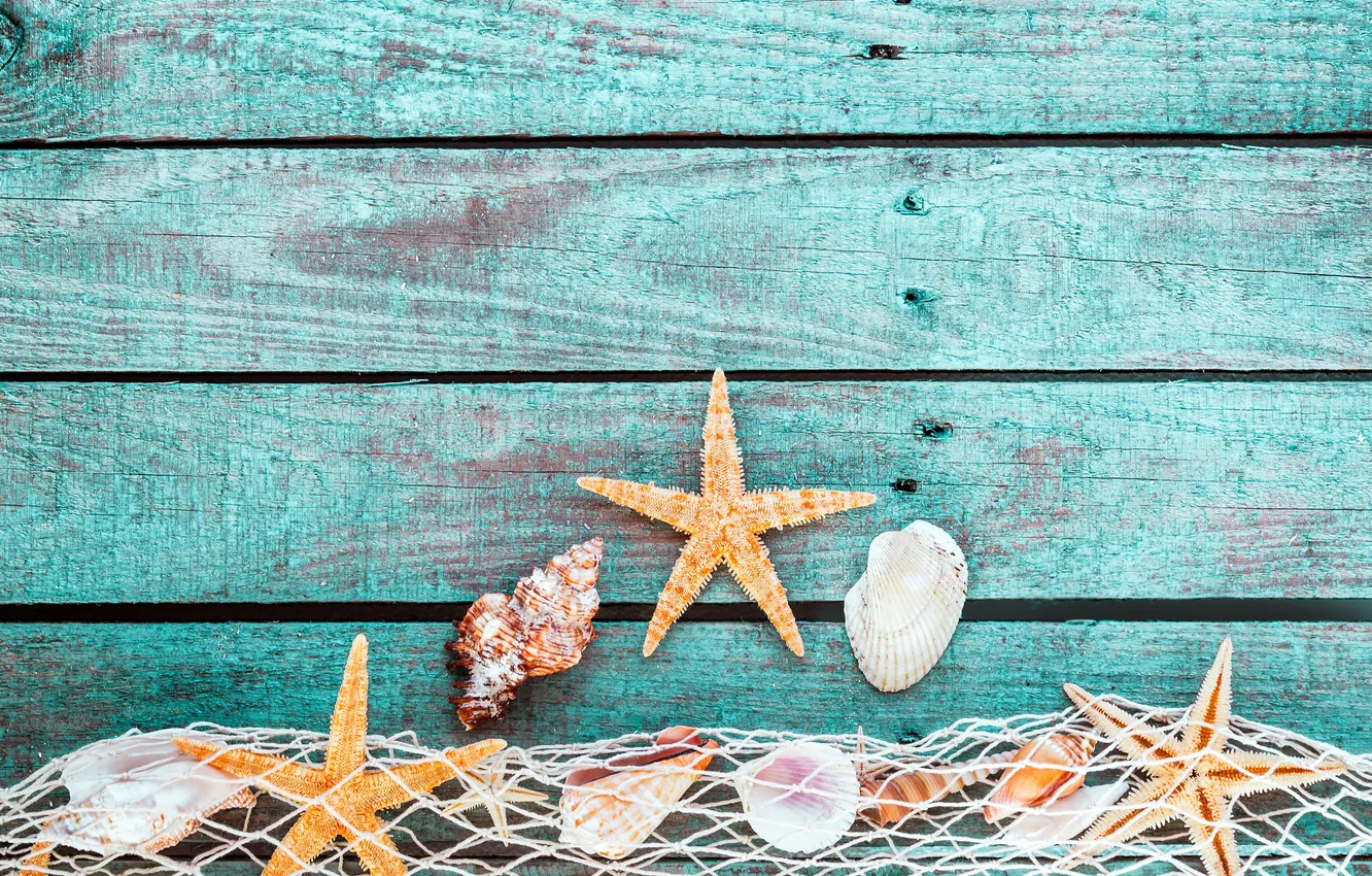 Photo wallpaper shells, starfish, mesh