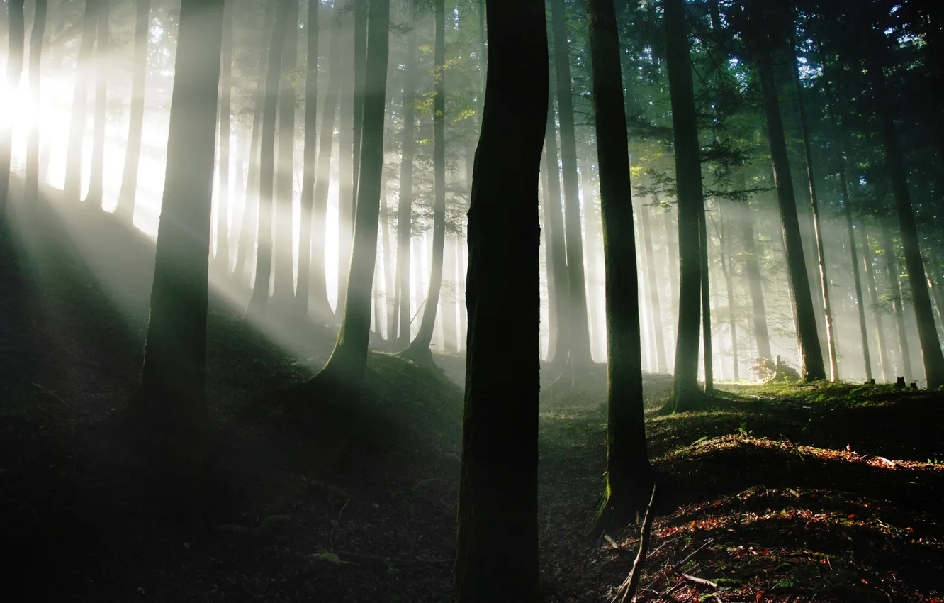 Photo wallpaper forest, light, nature