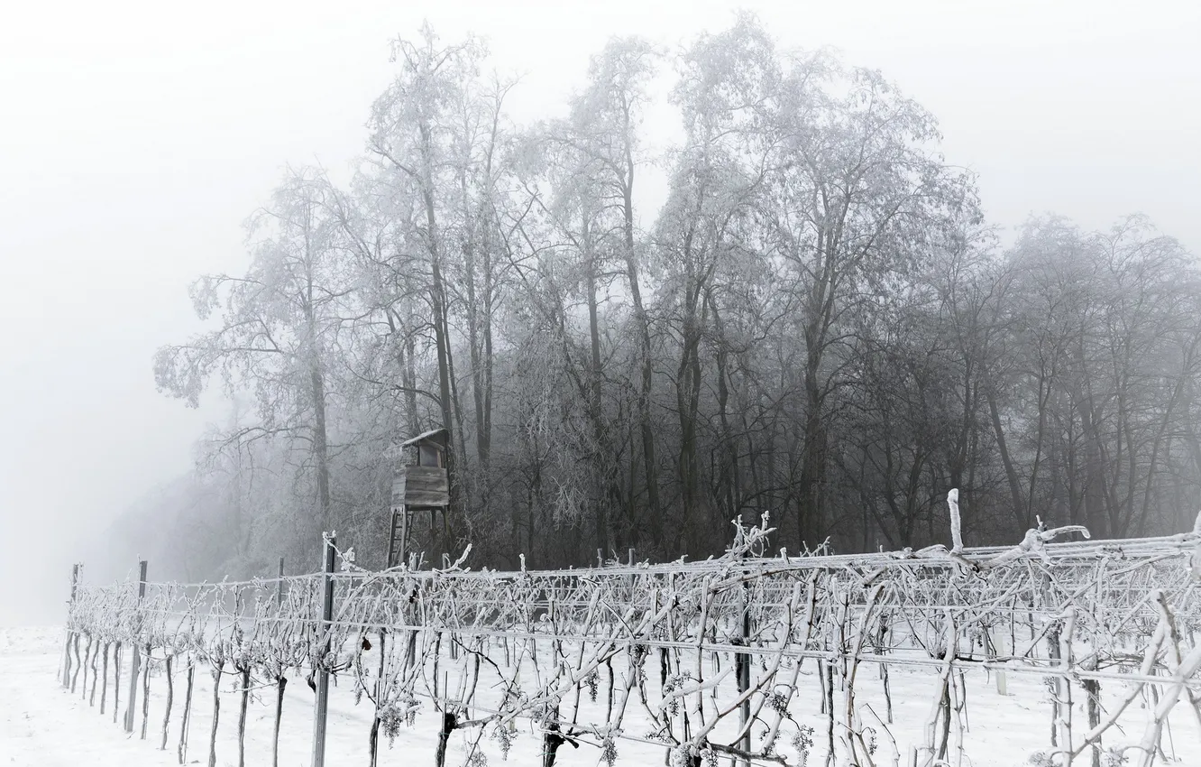 Photo wallpaper winter, garden, tower, haze