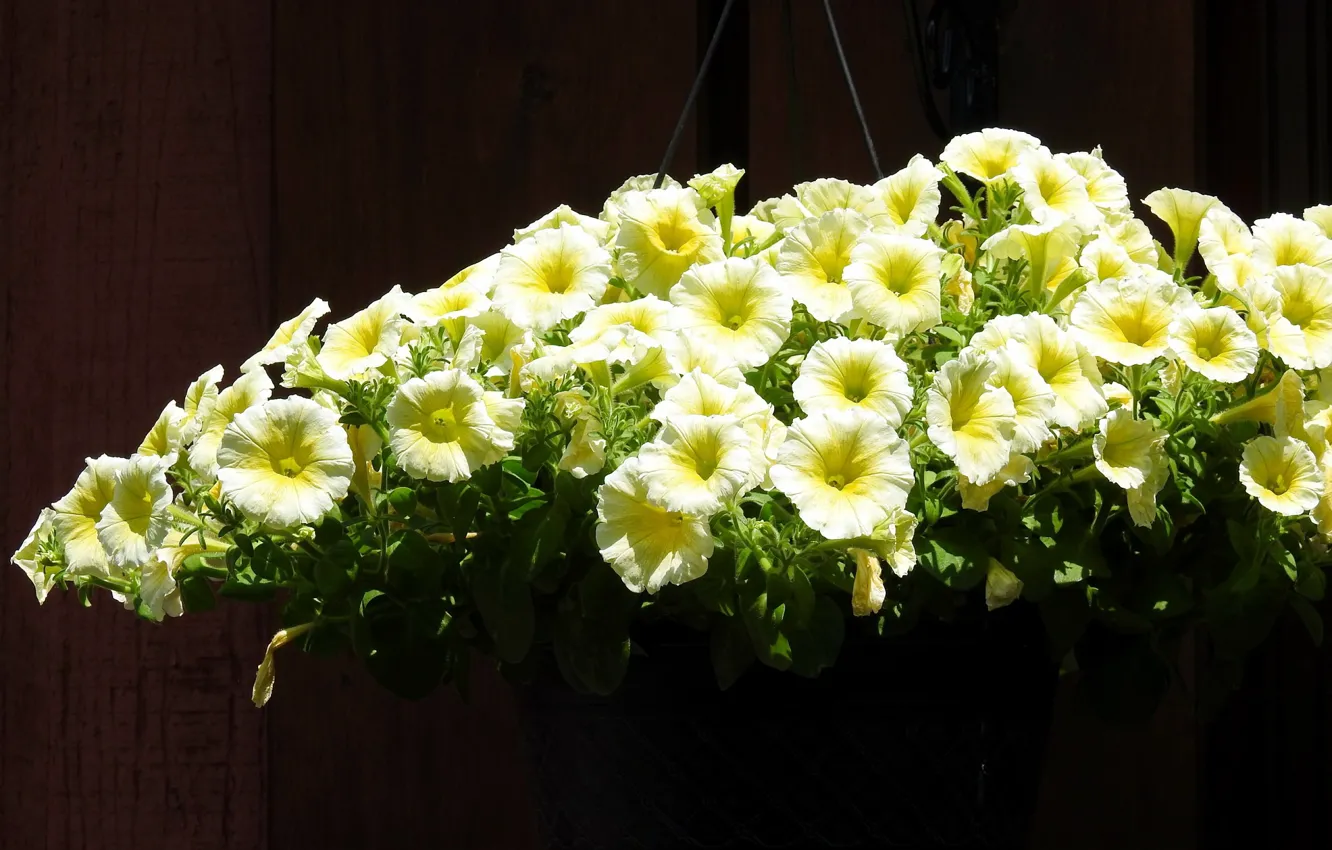 Photo wallpaper flowers, background, Petunia, in a pot