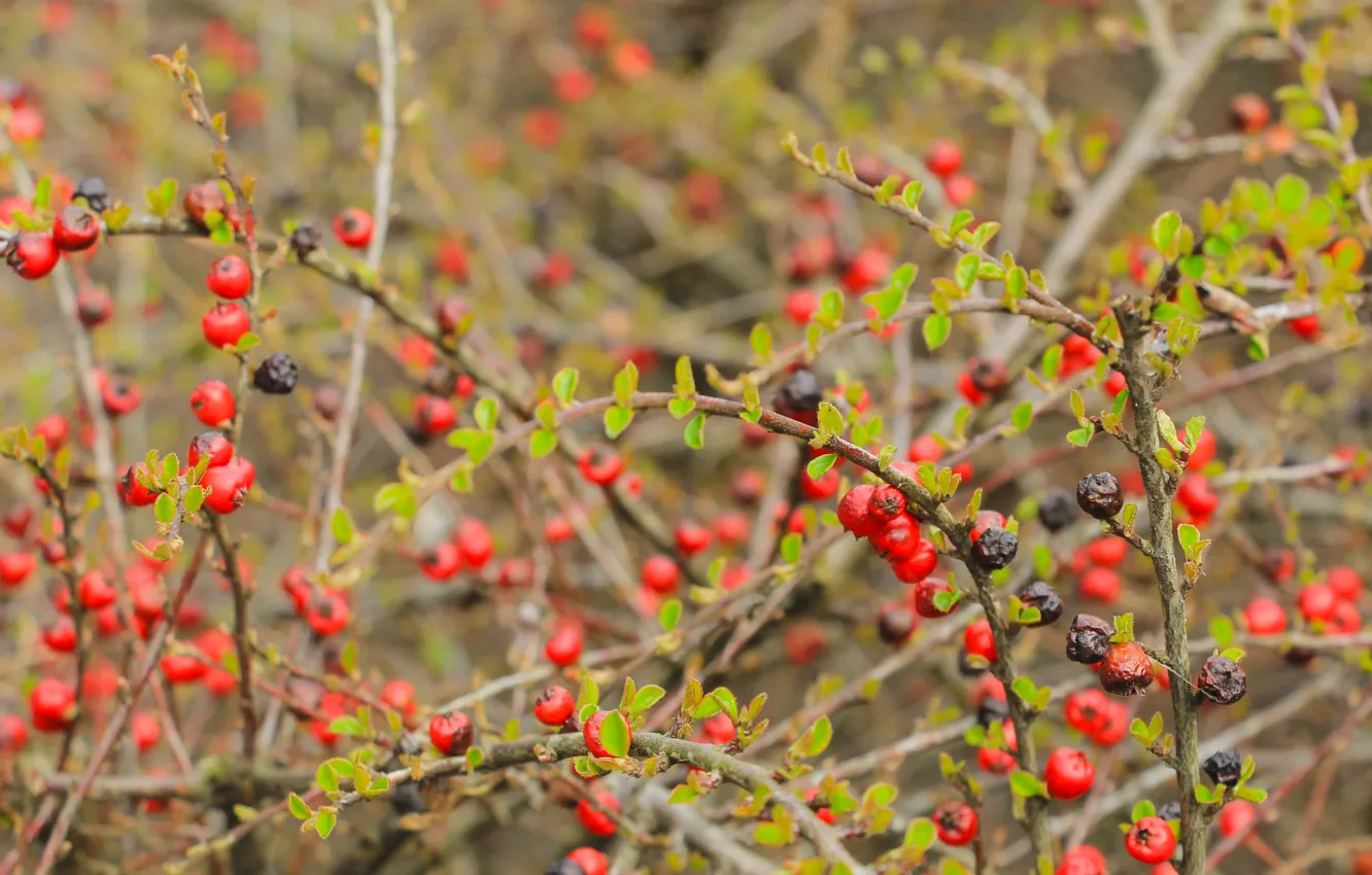 Photo wallpaper red, fruit, leaf, twig