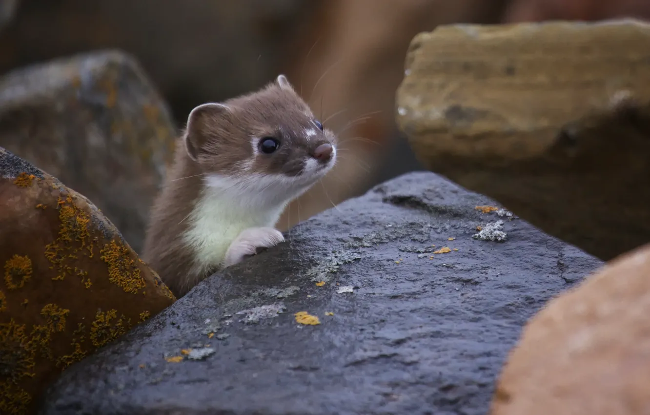 Photo wallpaper nature, stones, muzzle, Freda, ferret