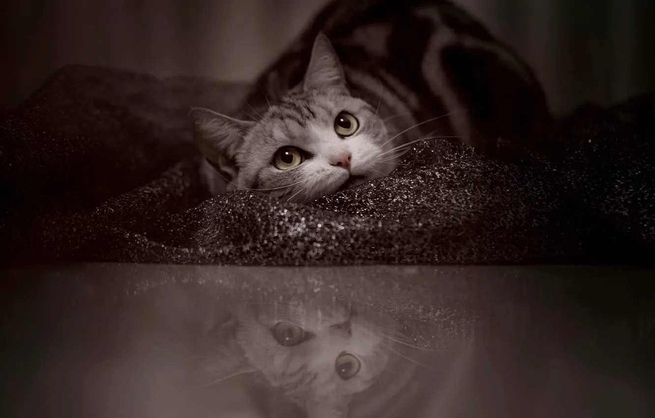 Photo wallpaper cat, cat, look, pose, reflection, fabric, lies, face