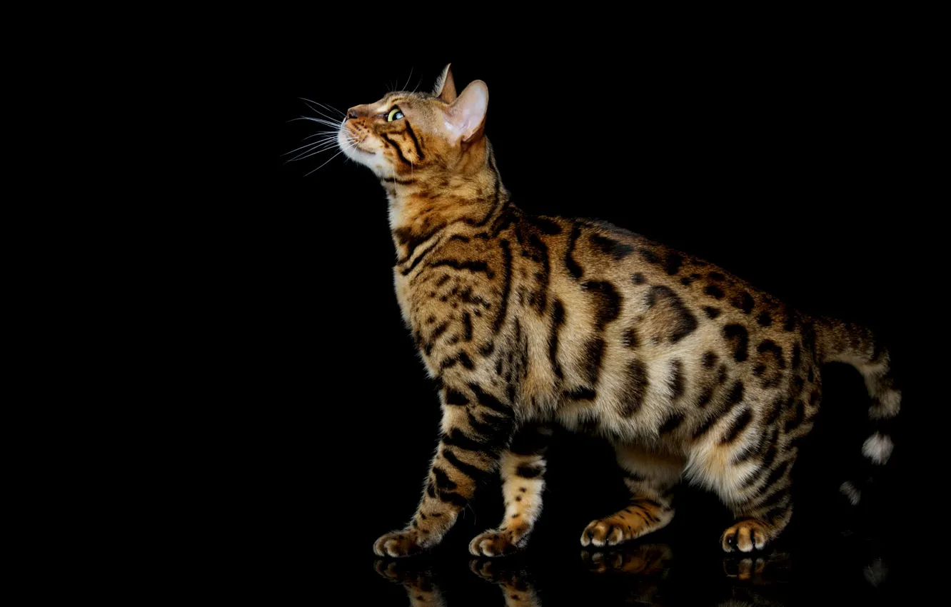 Photo wallpaper cat, cat, pose, profile, black background, Bengal