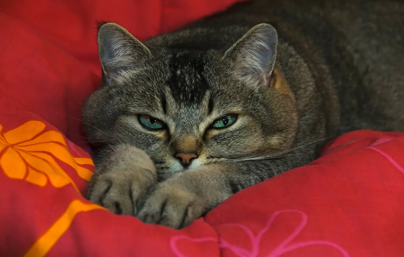 Photo wallpaper cat, cat, look, face, red, pose, grey, background