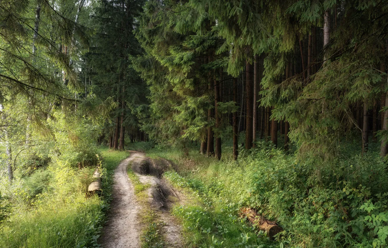 Photo wallpaper forest, ate, track, log, needles, path, the bushes, pine
