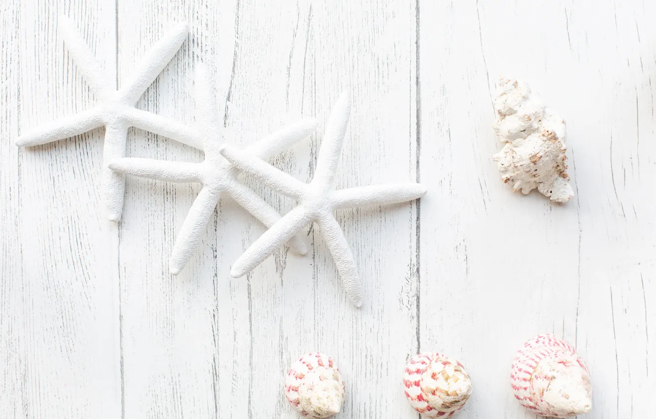 Photo wallpaper white, shell, starfish, sea