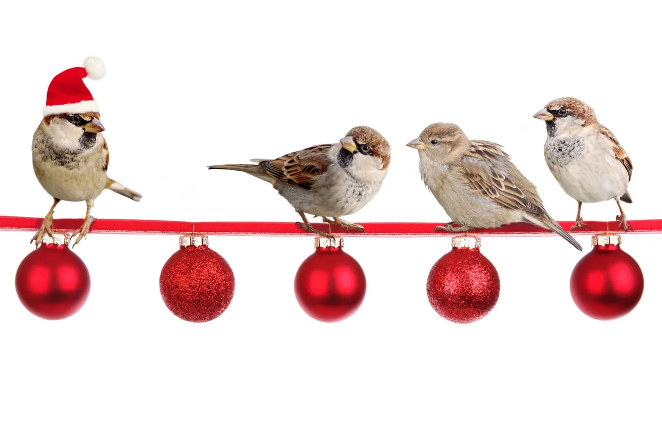 Photo wallpaper balls, birds, New Year, Sparrow, Christmas, cap