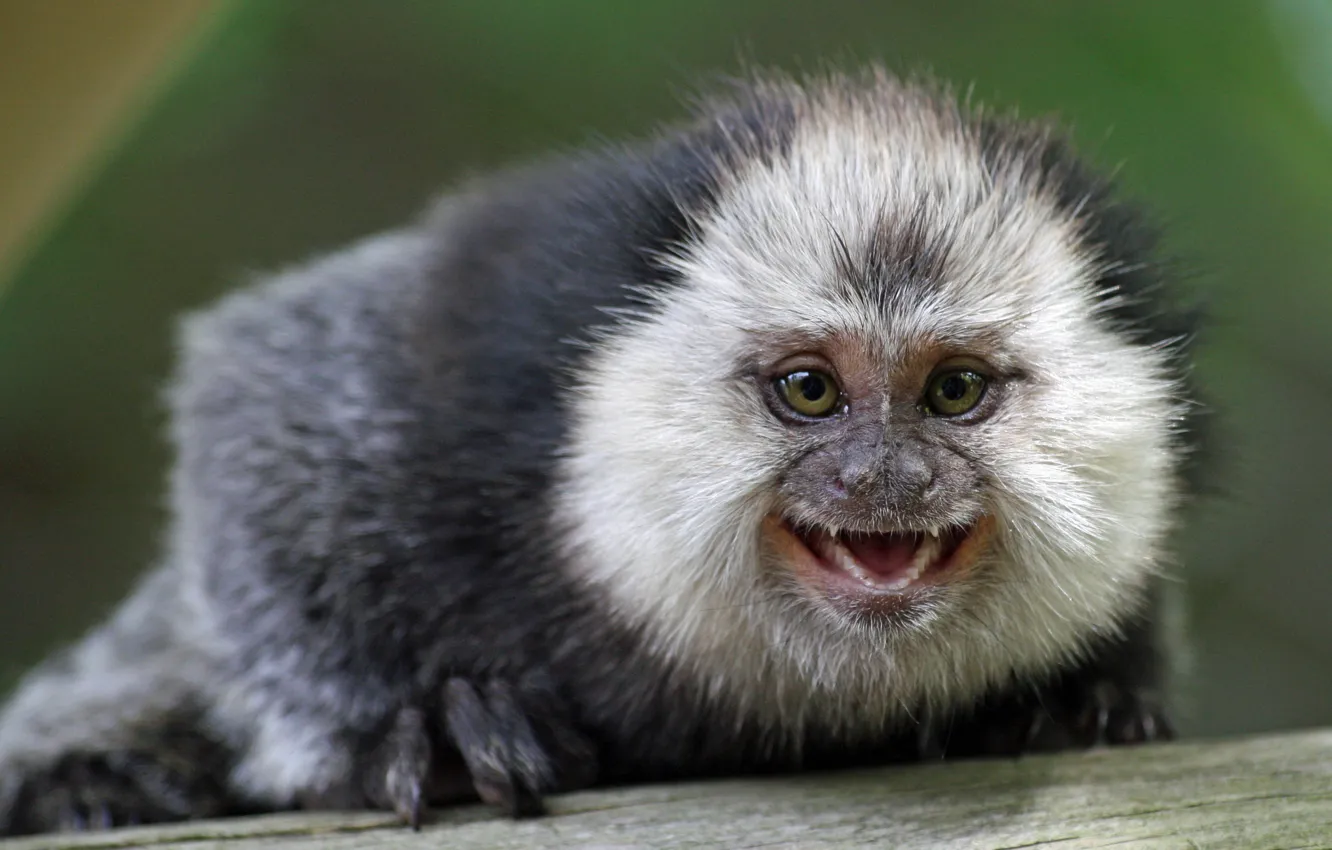 Photo wallpaper face, monkey, marmoset