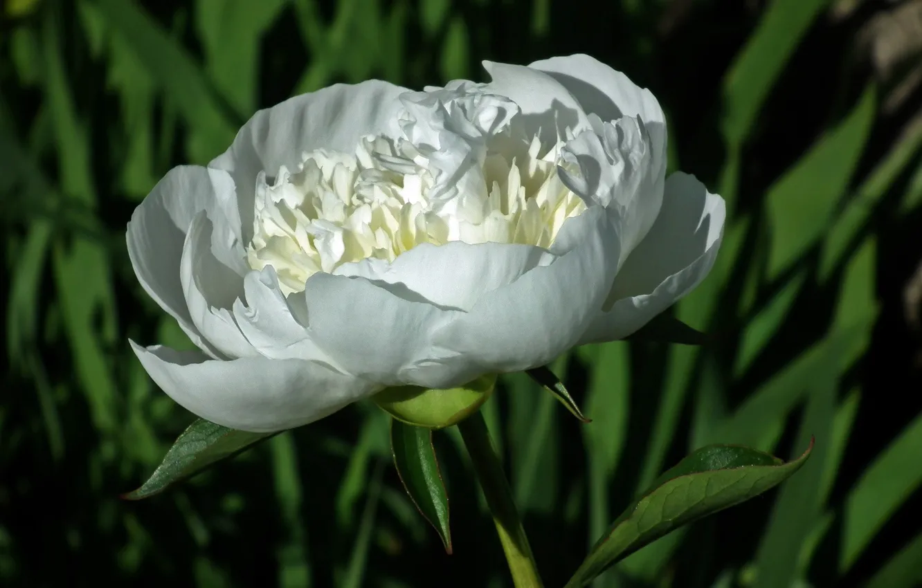 Photo wallpaper white, leaves, macro, bokeh, peonies