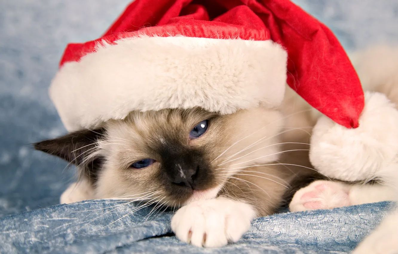 Photo wallpaper cat, cat, kitty, holiday, new year, new year, Santa Claus, cap