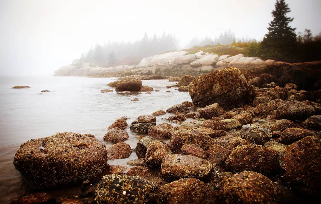 Photo wallpaper sea, forest, water, nature, fog, stones, morning, new England