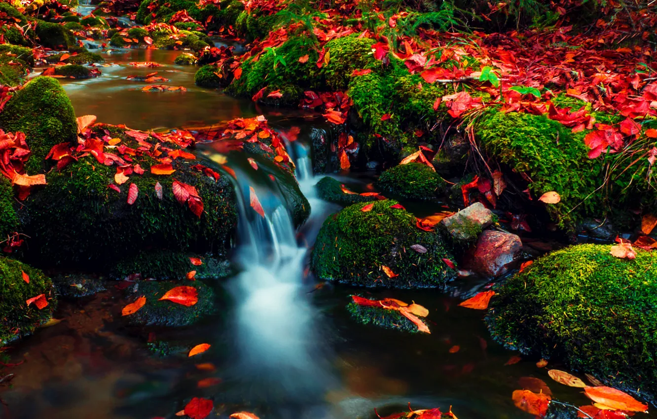 Photo wallpaper autumn, nature, stream, stones, foliage, moss