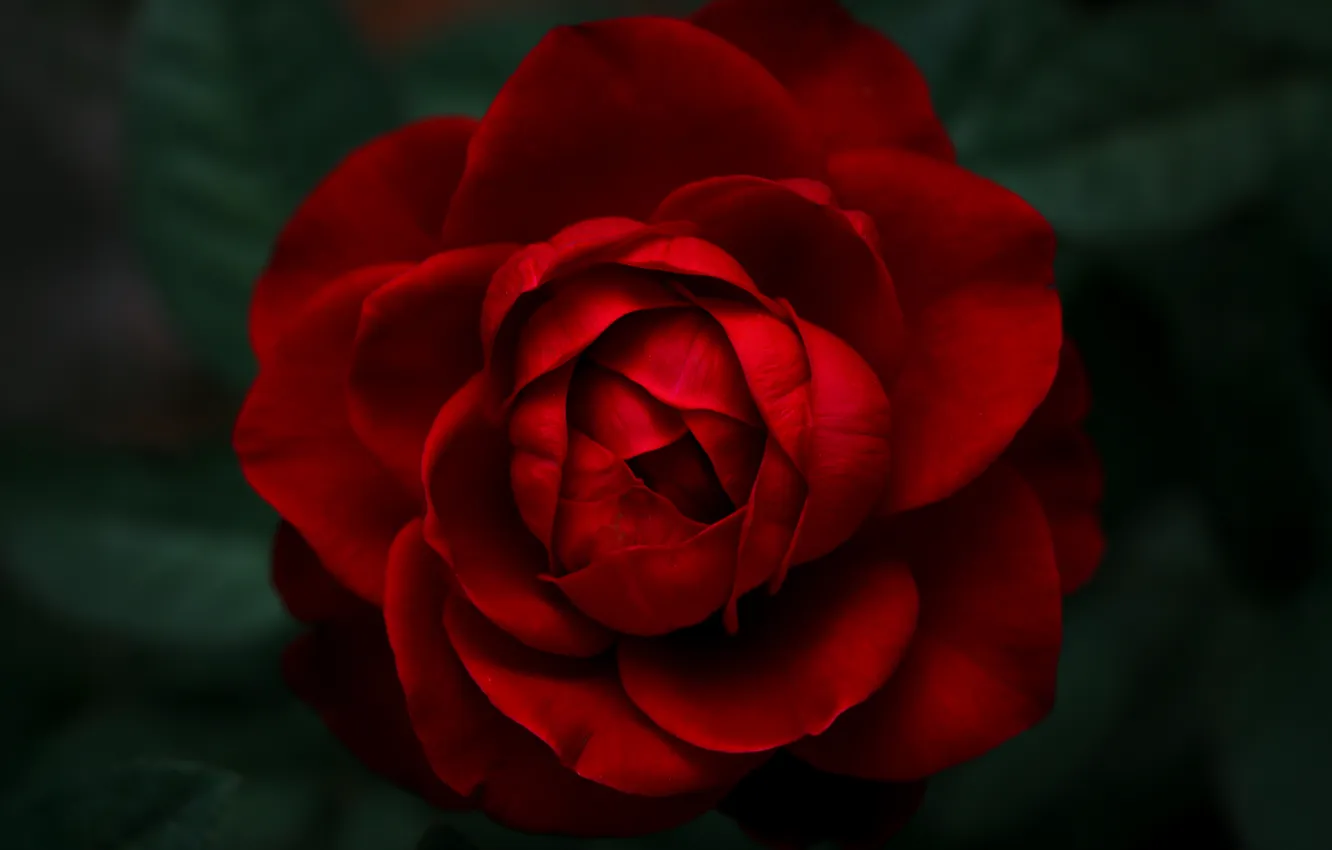 Photo wallpaper flowers, red roses, Rose Petals, Closeup Photography, Velvet Rose