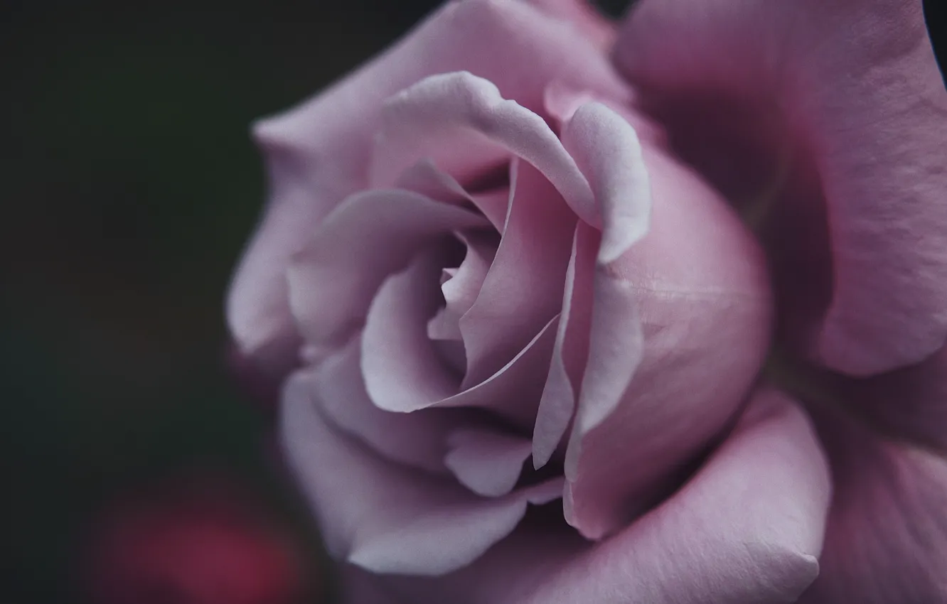 Photo wallpaper macro, roses, petals, buds, lilac