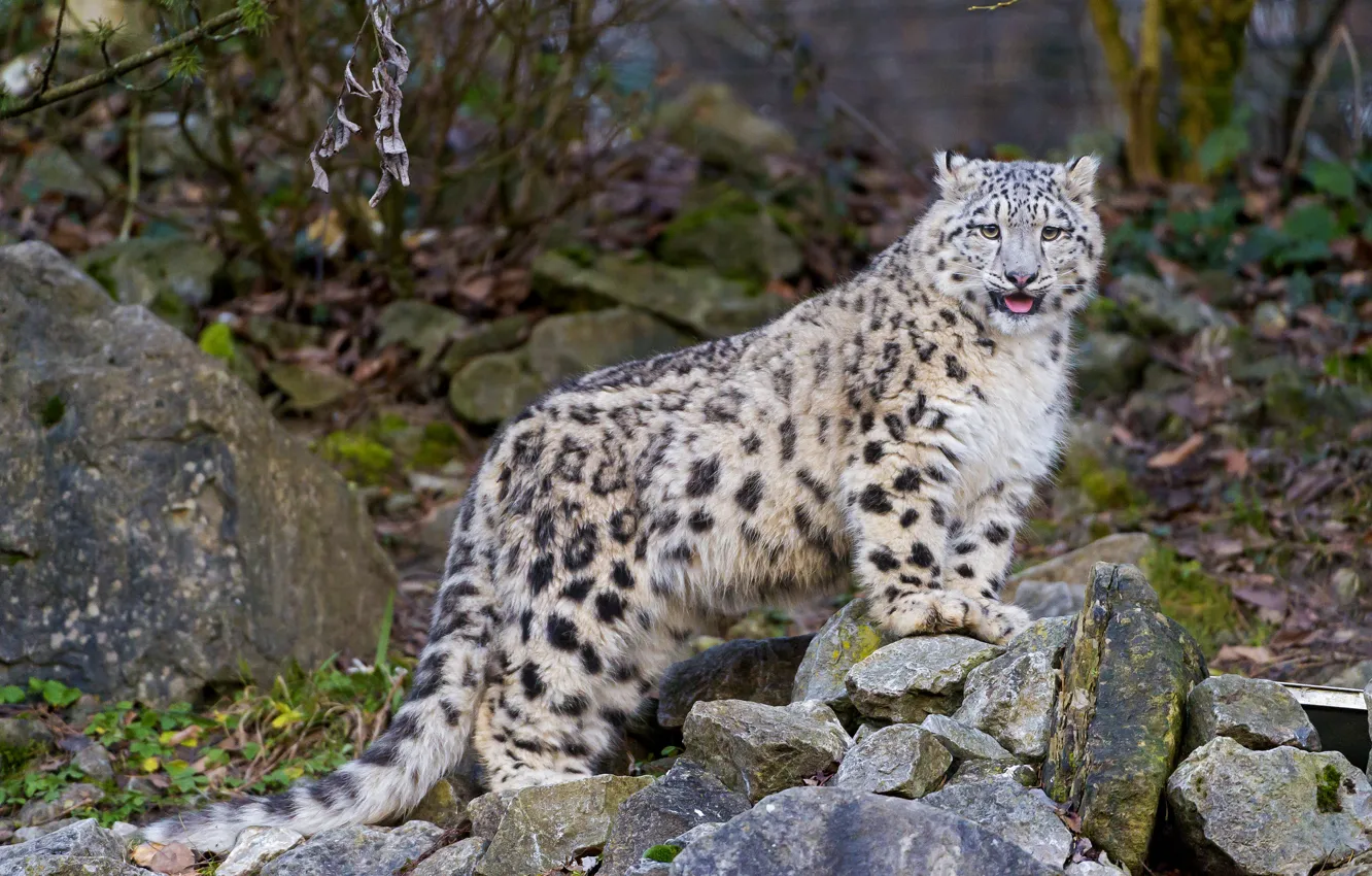 Photo wallpaper language, cat, stones, kitty, IRBIS, snow leopard, ©Tambako The Jaguar