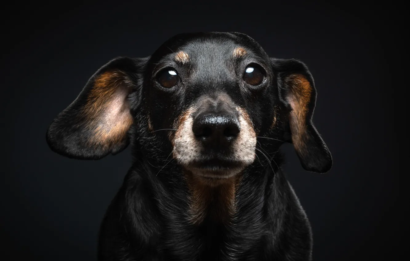 Photo wallpaper look, each, dog