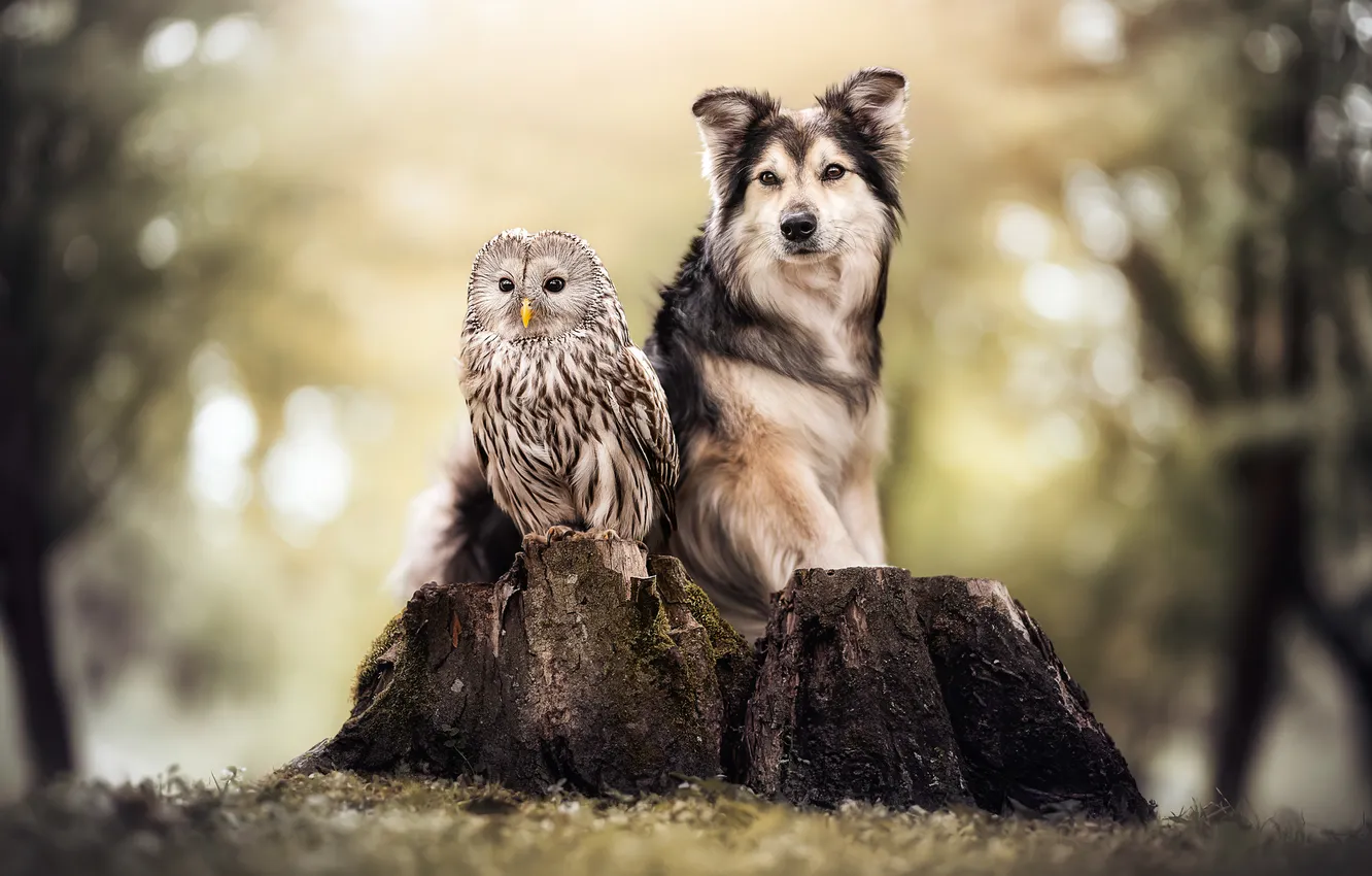 Photo wallpaper owl, bird, stump, dog, Gray owl