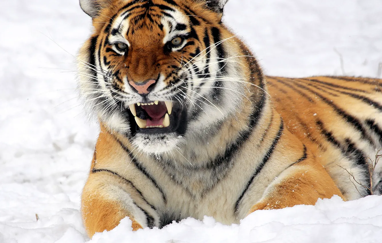 Photo wallpaper look, face, snow, tiger, grin, lies, the threat