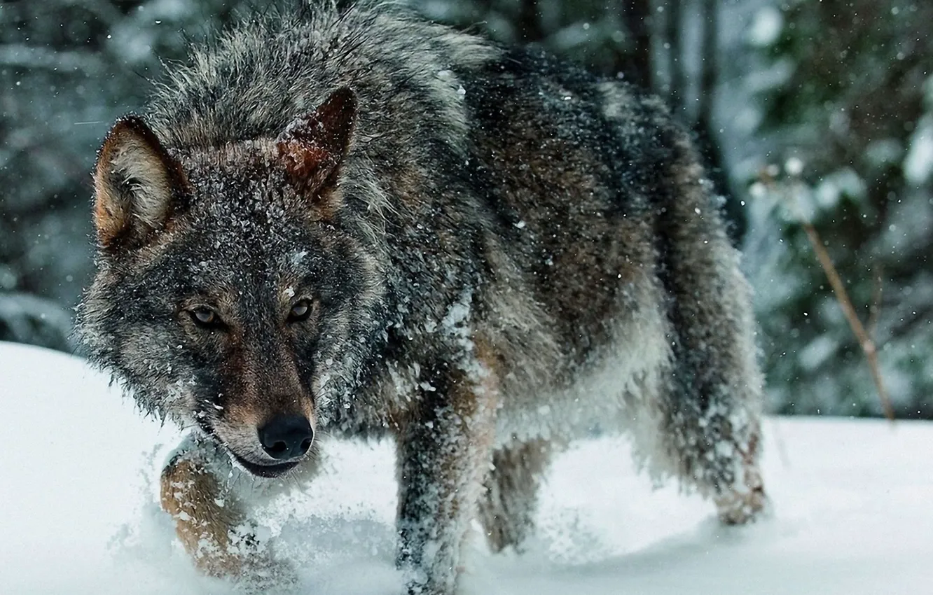Photo wallpaper winter, snow, wolf
