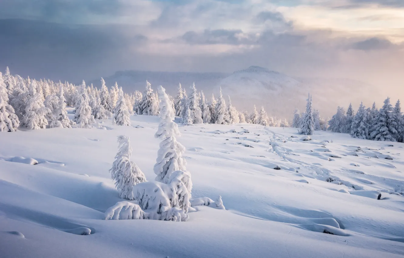 Photo wallpaper winter, forest, clouds, snow, mountains, fog, ate, slope
