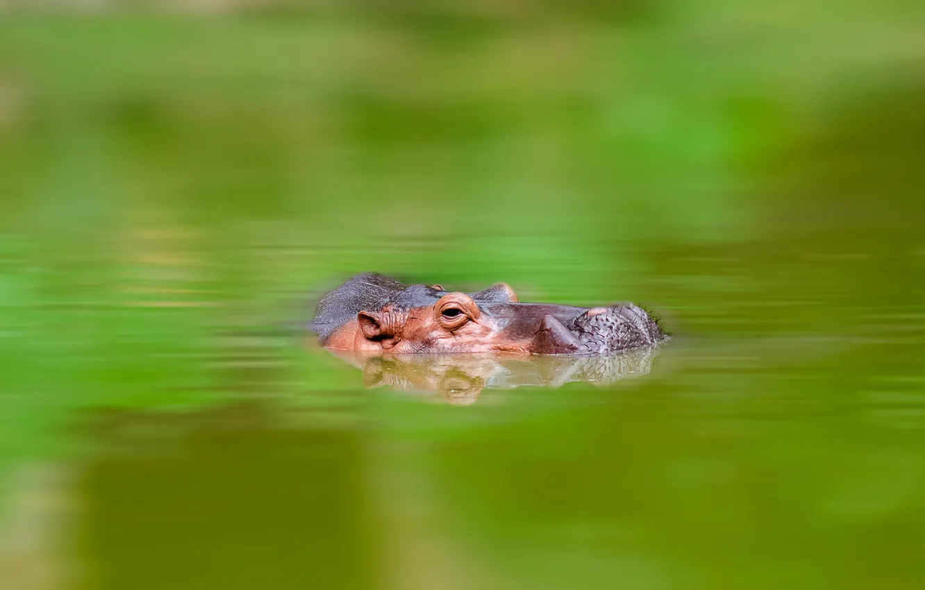Photo wallpaper water, nature, Hippo