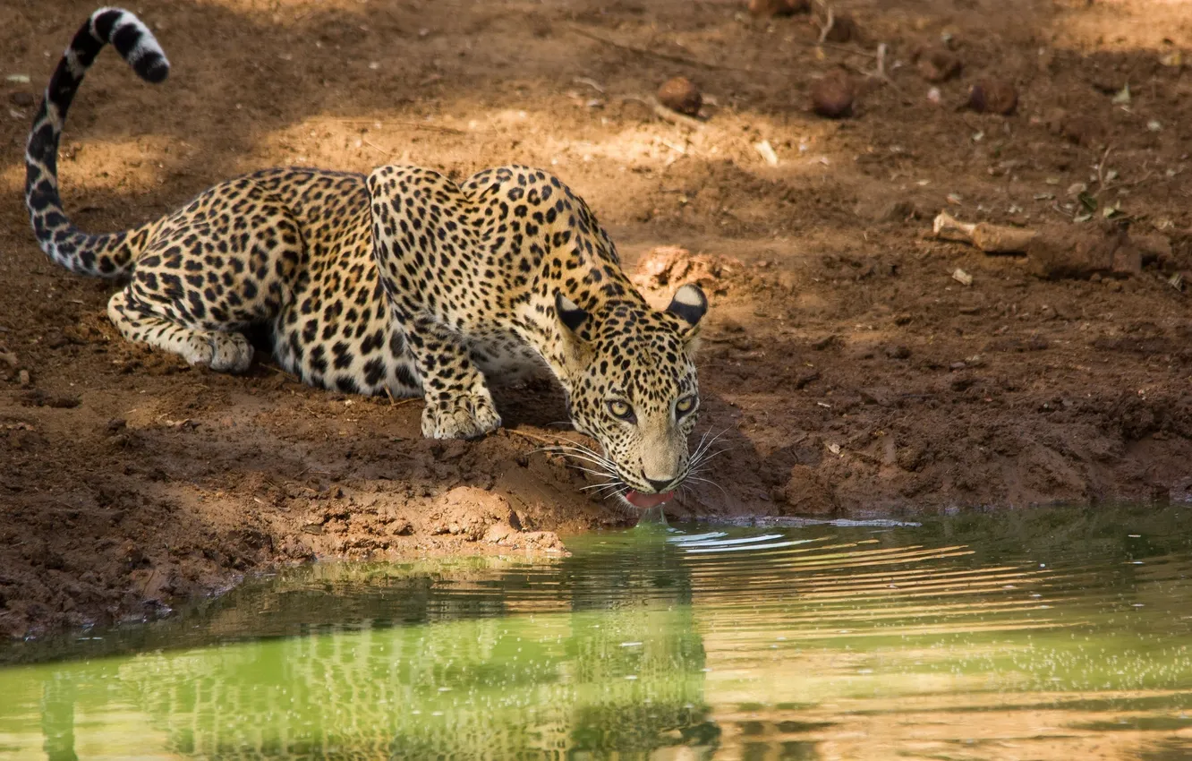 Photo wallpaper language, face, predator, leopard, drink, wild cat