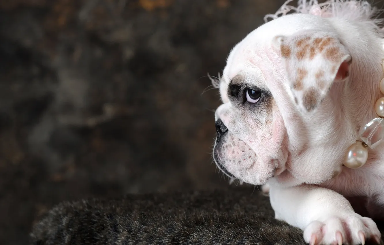 Photo wallpaper white, dog, beads, breed, know