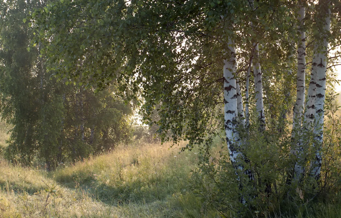 Photo wallpaper nature, fog, birch