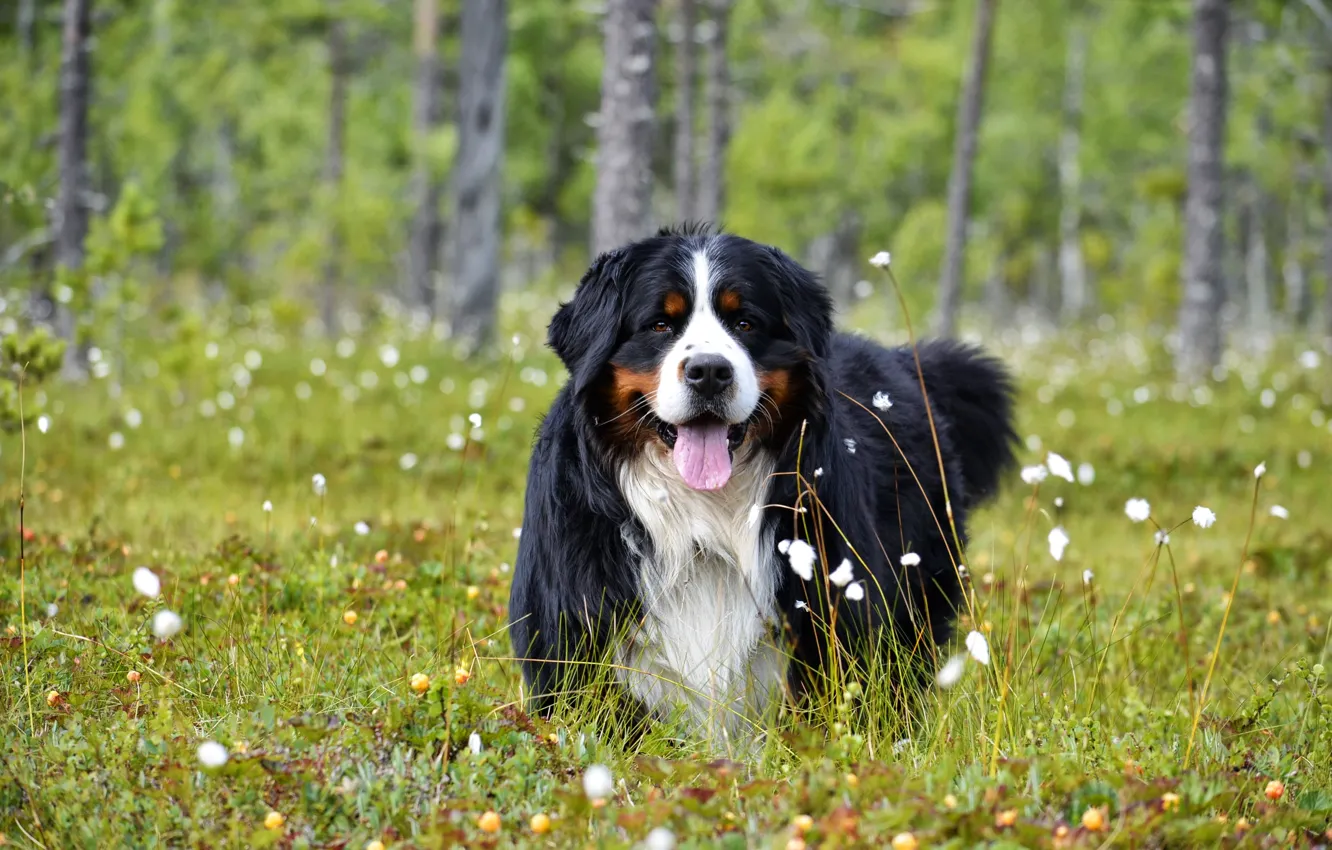 Photo wallpaper forest, language, summer, look, face, flowers, nature, pose