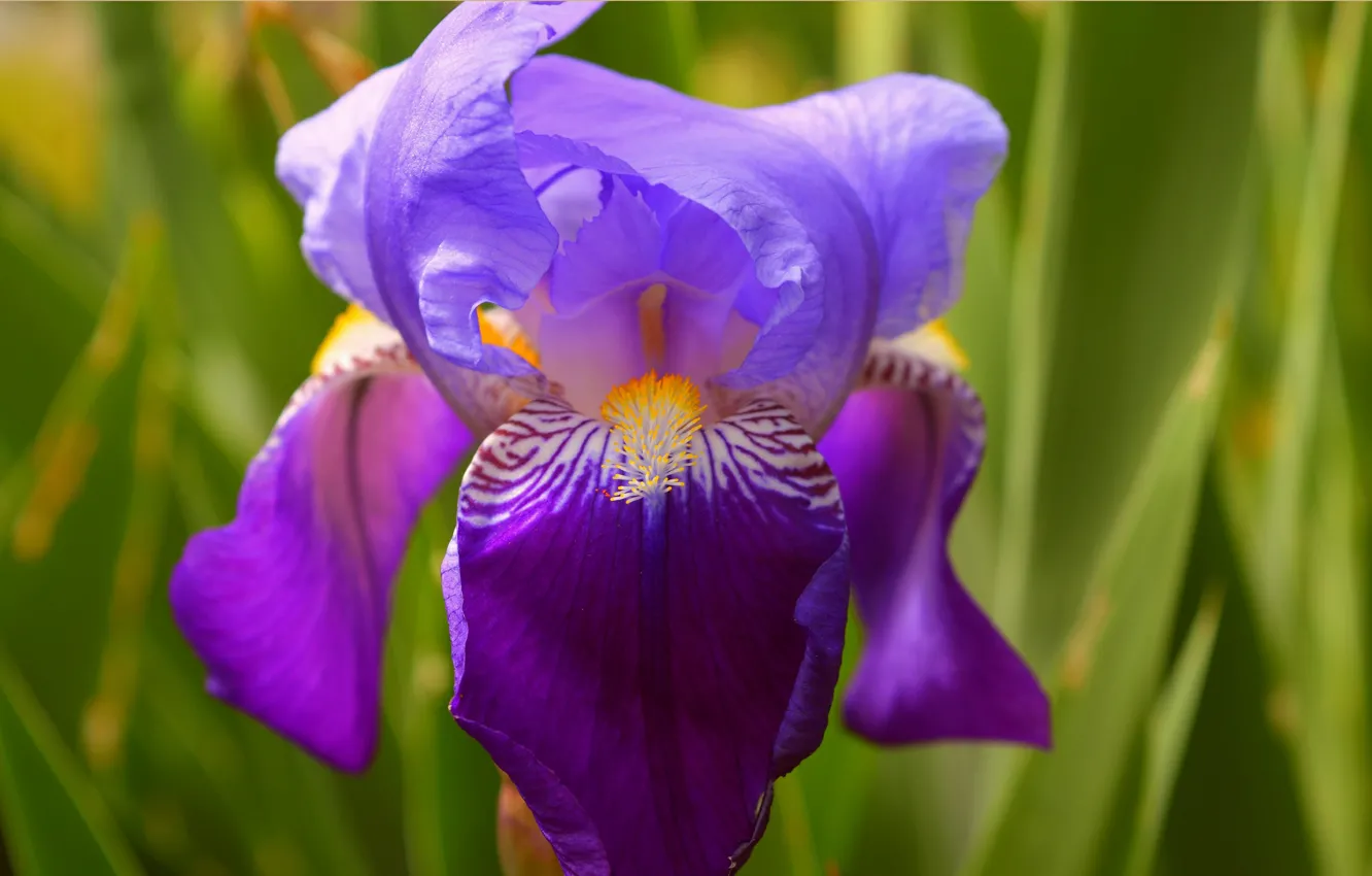 Photo wallpaper Macro, Macro, Iris, Purple flower, Purple flower, Iris