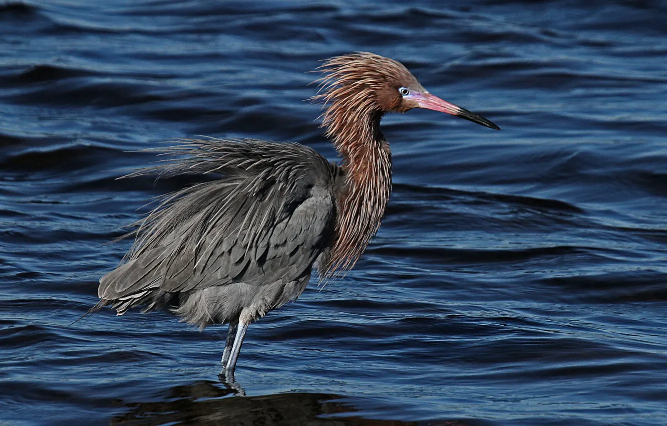 Photo wallpaper water, bird, feathers, beak, Heron blue-footed booby