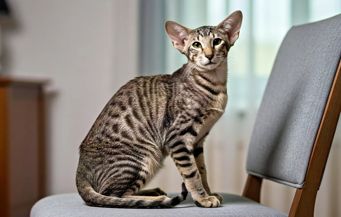 Photo wallpaper cat, cat, look, pose, grey, room, paws, window