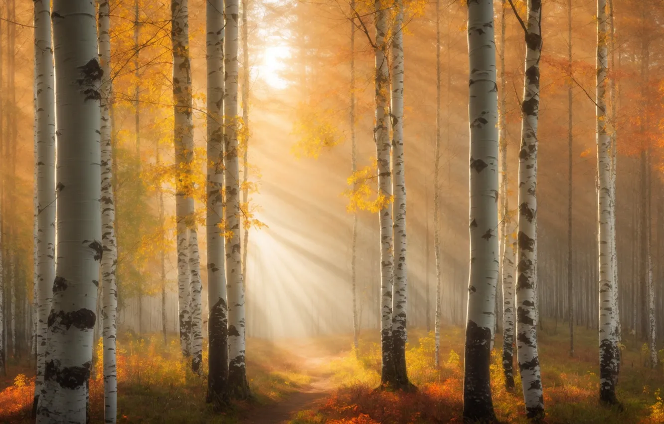 Photo wallpaper autumn, forest, the sun, rays, light, trees, branches, nature