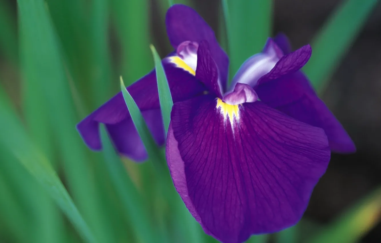 Photo wallpaper purple, leaves, flowers, iris