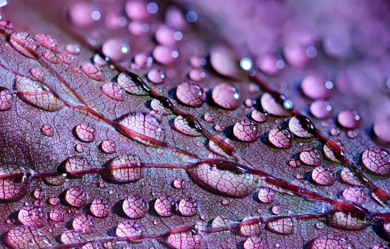 Photo wallpaper drops, macro, Rosa