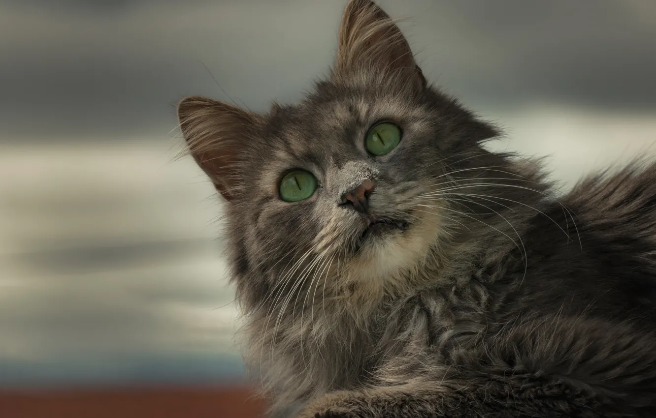 Photo wallpaper cat, look, portrait, green eyes