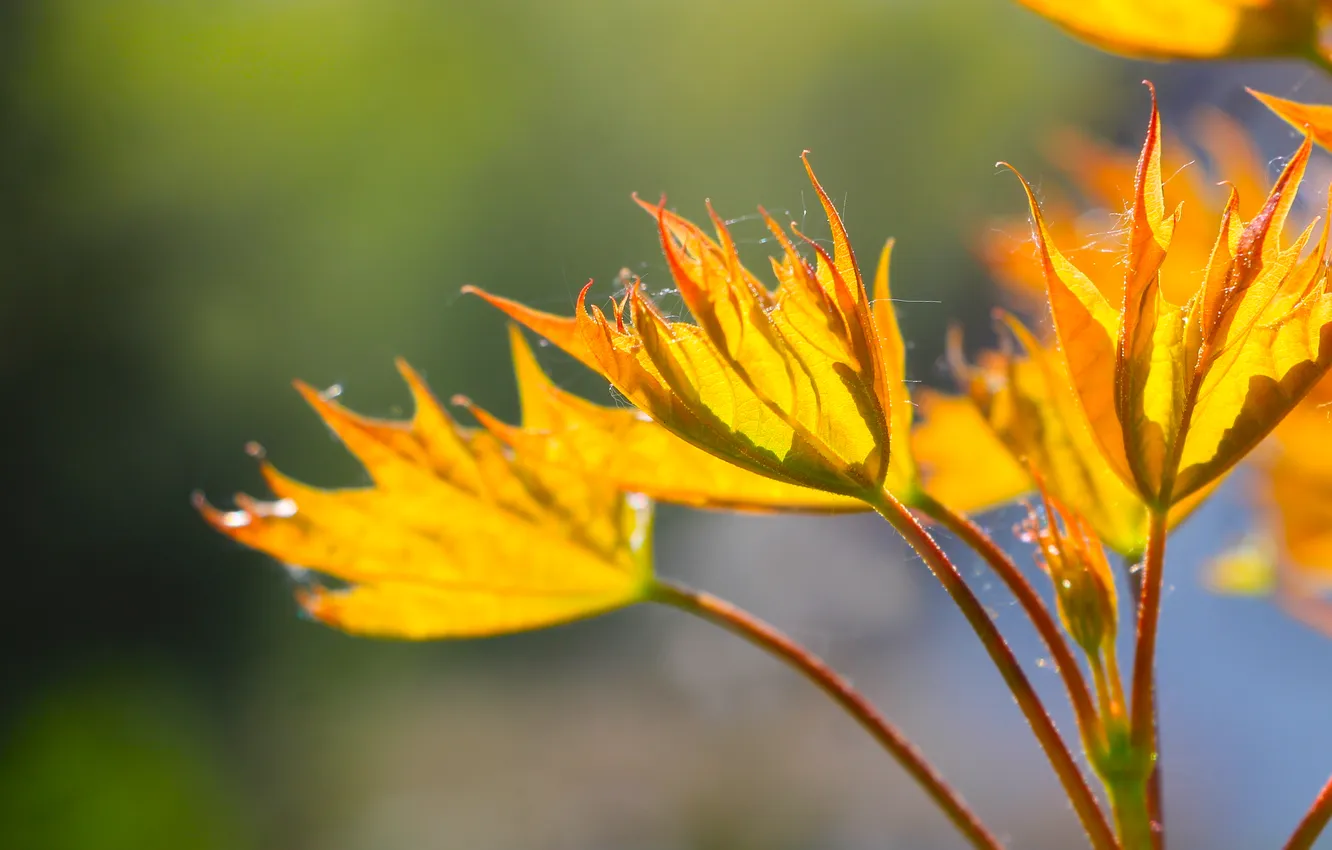 Photo wallpaper spring, leaf, twig