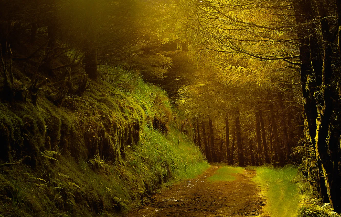 Photo wallpaper road, autumn, forest, trees, the evening