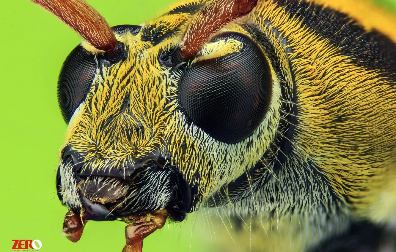 Photo wallpaper macro, bee, background, portrait, insect